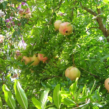 Διαμέρισμα Okrug Gornji 11231a