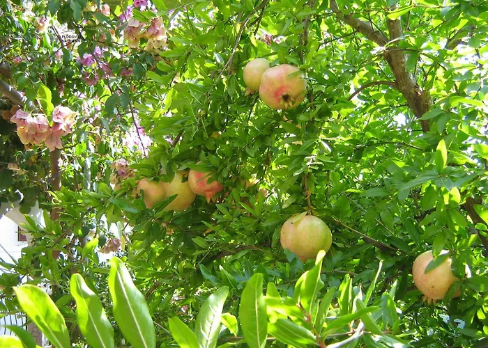 Appartement Okrug Gornji 11231a